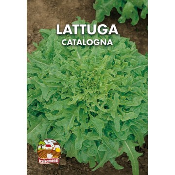Catalonia lettuce or Fawn