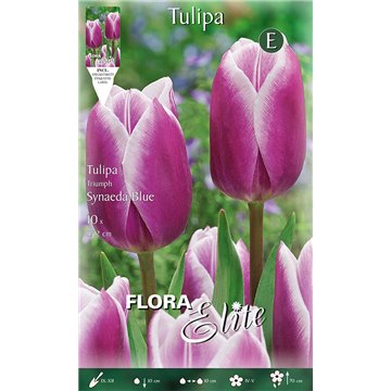 Tulipe Triumph Synaeda Bleu