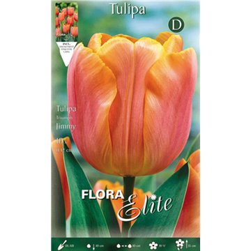 Tulpe Triumph Jimmy