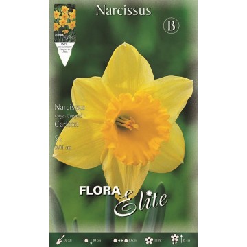 Narcissus Large-cupped Carlton