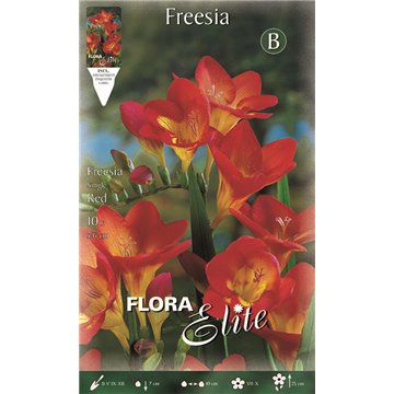 Rouge Freesia simple-Fresie-ITALSEMENTI s.n.c.