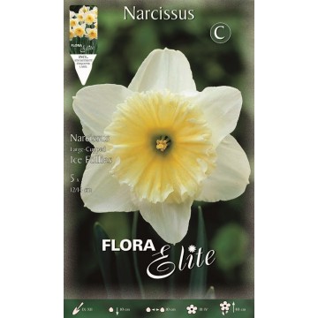 Narciso Large-cupped Ice Follies