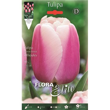 Tulip Ollioules-Tulipani-ITALSEMENTI s.n.c.