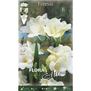 Freesia simple blanc-Simple-ITALSEMENTI s.n.c.