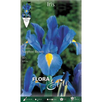 Iris Holländisch Blaue Magie