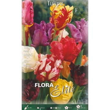 Tulip Parrot Mixed