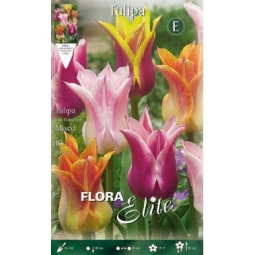 Tulip Lily Flowered Mixed