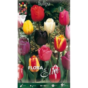 Tulpe Einfach Spät Gemischt