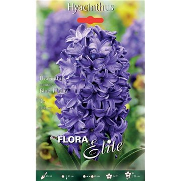 Hyacinth Blue Trophy