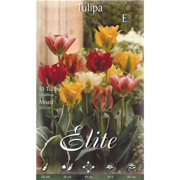 Tulipe Viridiflora mixte