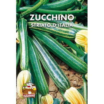 Italian Striped Zucchini