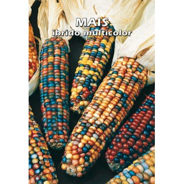 Multicolor Hybrid Corn