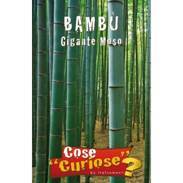 Moso Bambou Géant