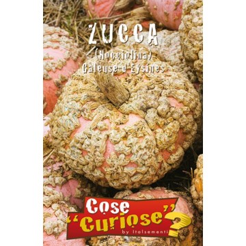 Pumpkin "Peanut" Galeuse d' Eysines-Curious things-ITALSEMENTI s.n.c.