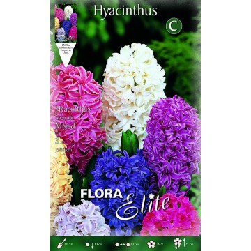 Mixed Hyacinths-Hyacinths-ITALSEMENTI s.n.c.