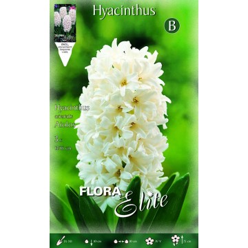Hyacinth Aiolos-Hyacinths-ITALSEMENTI s.n.c.