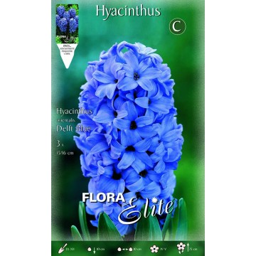 Hyazinthe Delfter Blau