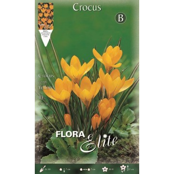 Crocus Vernus Grand Jaune