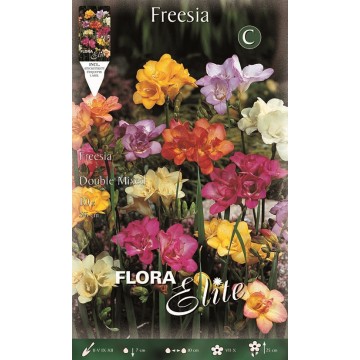 Freesia Double Mixte