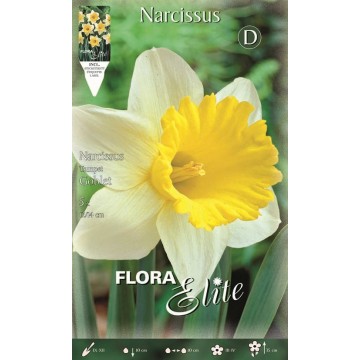 Narcissus Trumpet Goblet-Daffodils-ITALSEMENTI s.n.c.