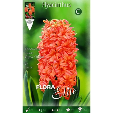 Hyacinth Gipsy Queen-Hyacinths-ITALSEMENTI s.n.c.