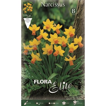 Narcisse nain Cyclamineus Jetfire-Jonquilles-ITALSEMENTI s.n.c.