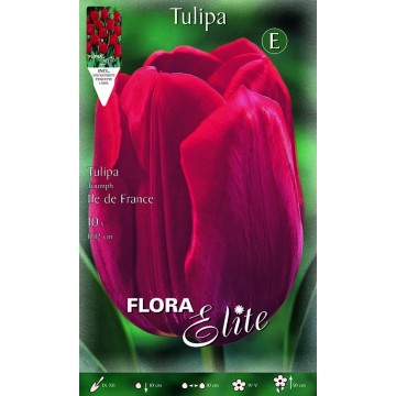 Tulpe Triumph Ile de France