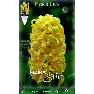 Hyacinth City of Haarlem-Hyacinths-ITALSEMENTI s.n.c.