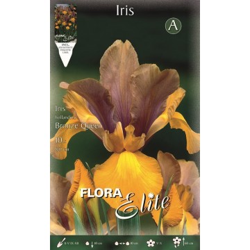 Iris Reine Bronze Hollandaise