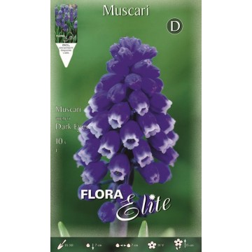 Muscari Dunkle Augen