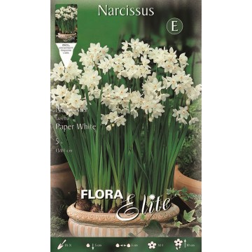 Narcissus Christmas Flowering Paper White