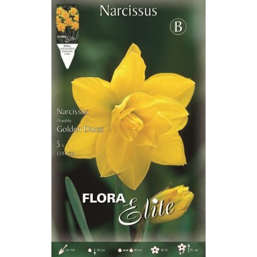 Narcisse Double Ducat d’Or-Jonquilles-ITALSEMENTI s.n.c.