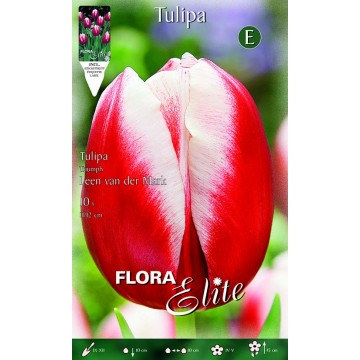 Tulip Triumph Leen van der Mark-Tulipani-ITALSEMENTI s.n.c.