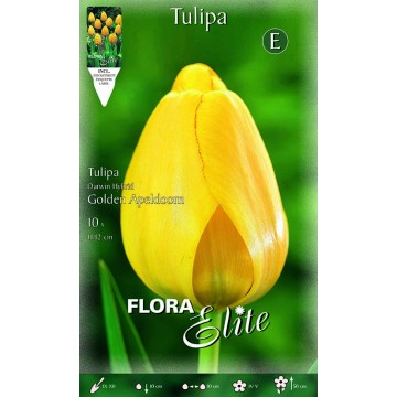 Tulipe Darwin Hybride Golden Apeldoorn