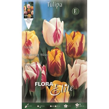 Tulipano Rembrandt Mixed