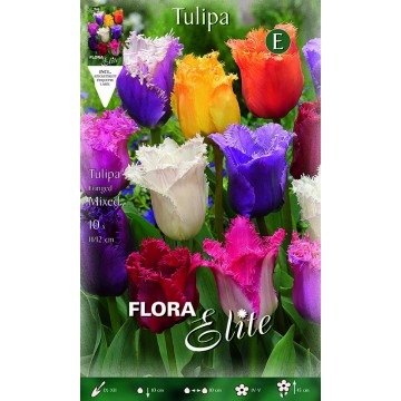 Tulpe Fransen gemischt-Tulipani-ITALSEMENTI s.n.c.