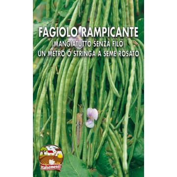 Chaîne de haricots grimpants ou mètre graine rose-Haricots-ITALSEMENTI s.n.c.