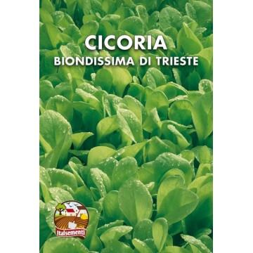 Sugary Chicory of Trieste