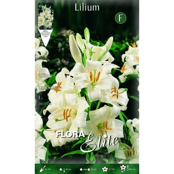 Lilium Candidum St. Antonius-Lilie