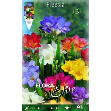 Freesia simple mixte-Fresie-ITALSEMENTI s.n.c.