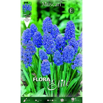 Muscari Armeniacum Blauer Stachel