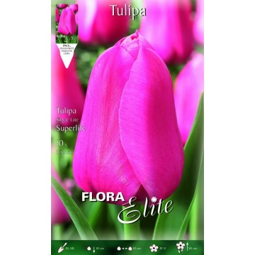 Tulip Superlife-Tulipani-ITALSEMENTI s.n.c.