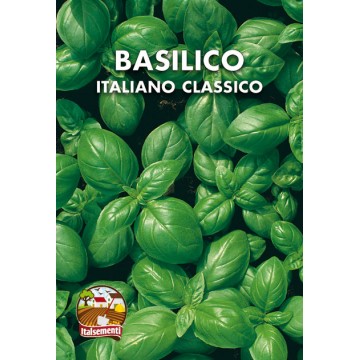 Basilico Italiano Classico (Genovese)