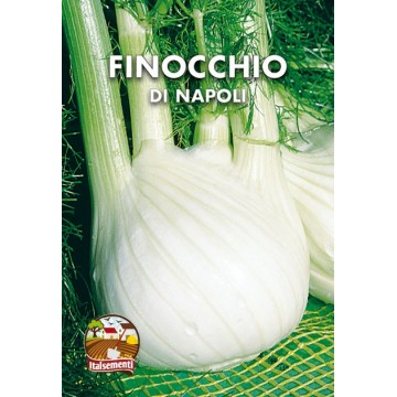 Fennel of Naples