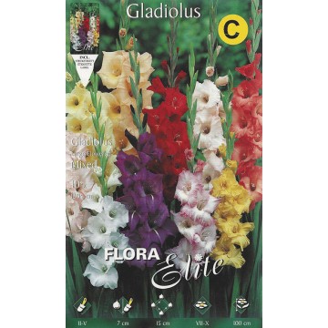 Gladiolen gemischt
