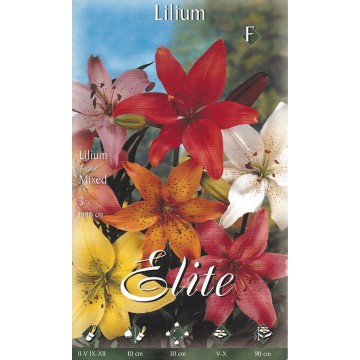 Lilium Asiatico Mixed