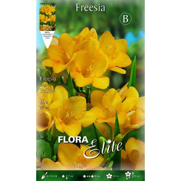 Freesia simple jaune-Fresie-ITALSEMENTI s.n.c.